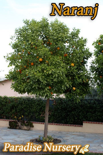 Sour Orange Tree - Naranj Shiraz - نارنج
